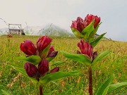 70 Gentiana purpurea (Genziana porporina)